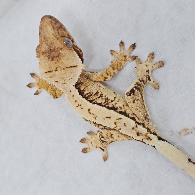 Normal Tri Extreme Harlequin Pinstripe