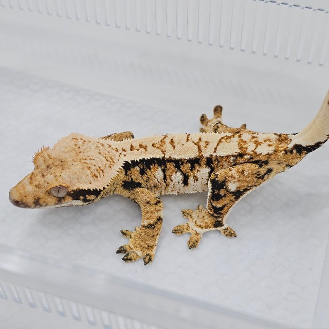 Normal Tri Extreme Harlequin
