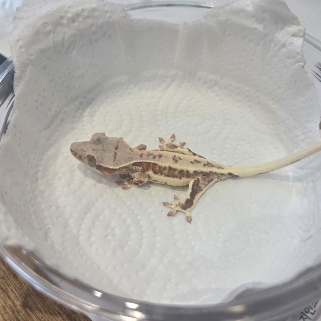 프라푸치노