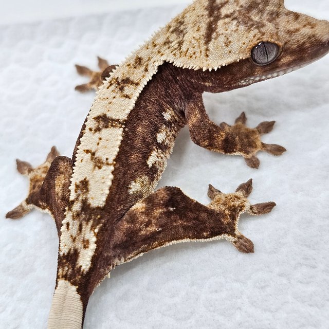 100% Het Axanthic