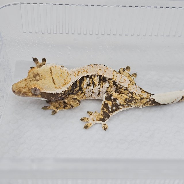 Normal Tri Extreme Harlequin