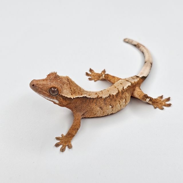 트라이