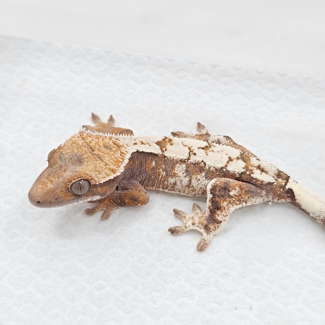 Sable 100% Het Axanthic