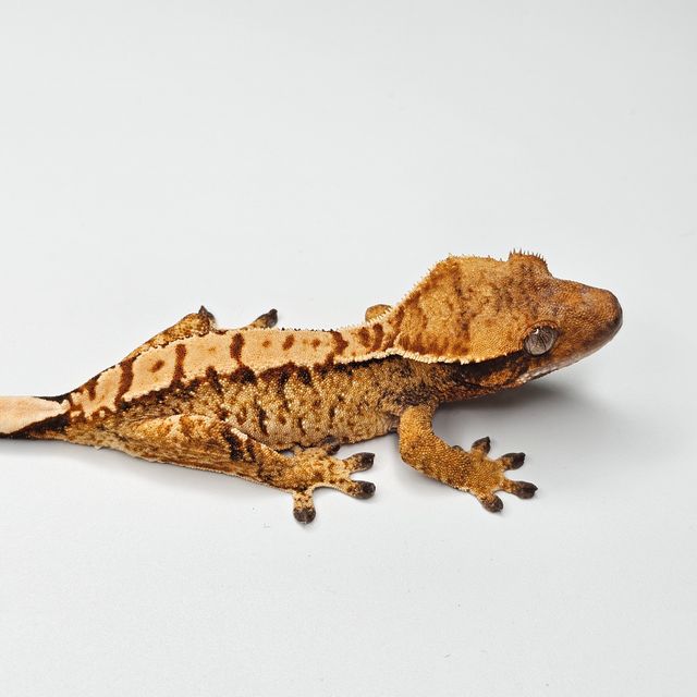 트라이