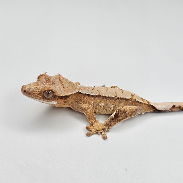 트라이