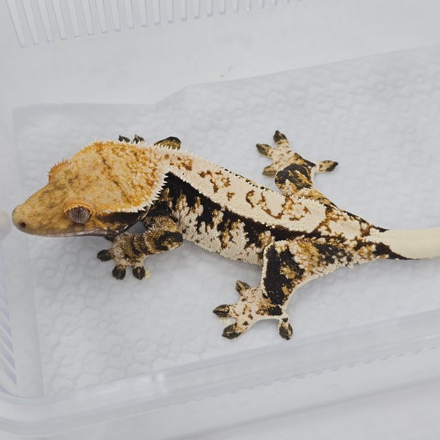 Normal Tri Extreme Harlequin