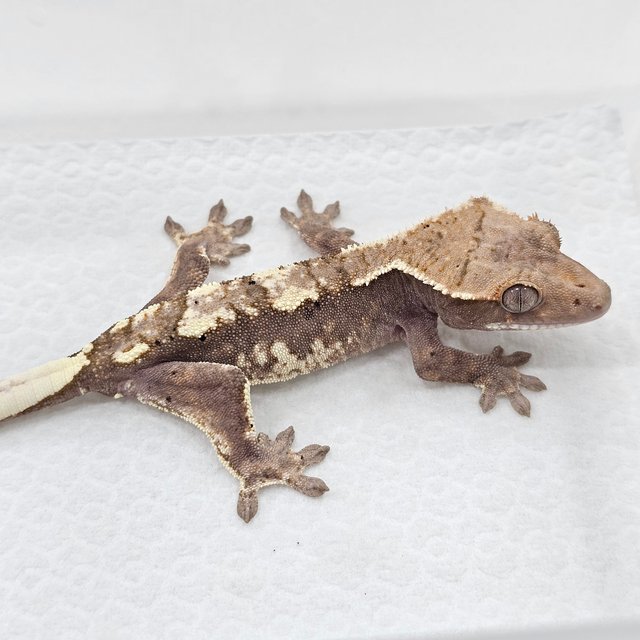 Sable 100% Het Axanthic
