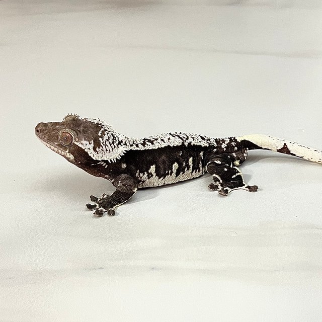 Axanthic