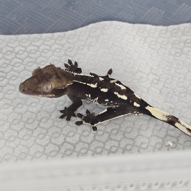Axanthic