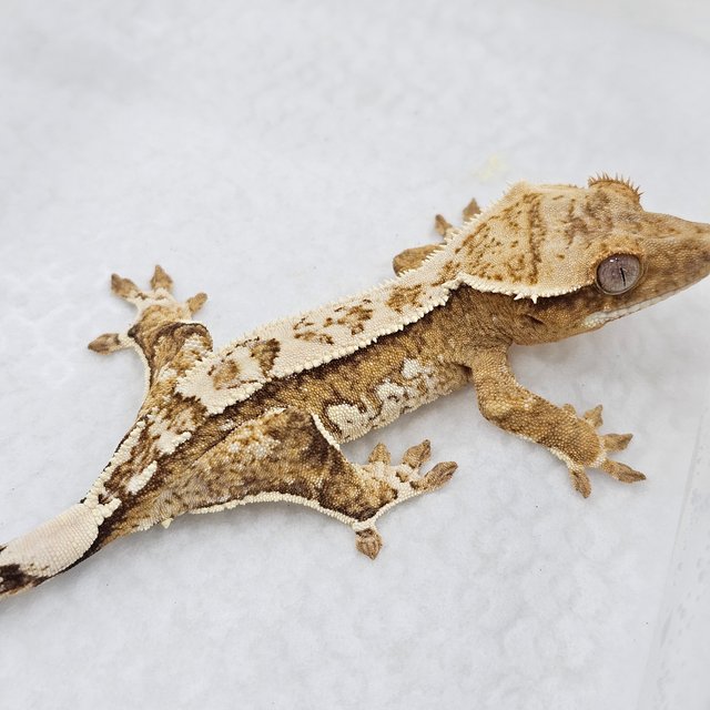 Cream