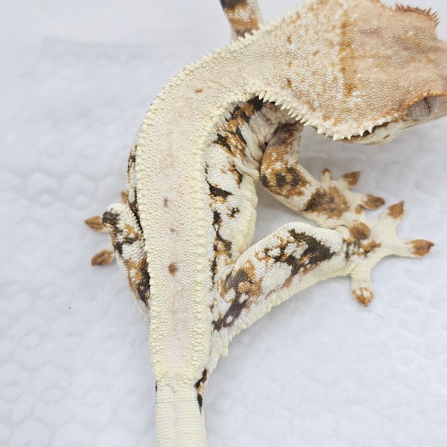 Lilly White