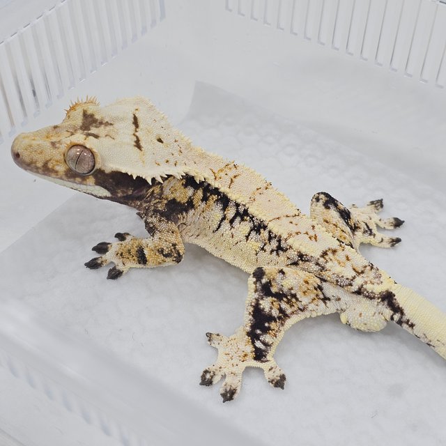 Normal Tri Extreme Harlequin