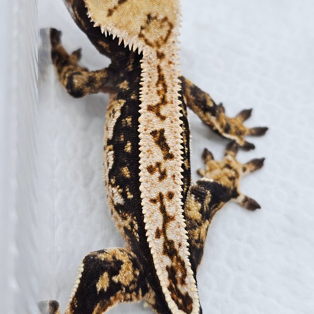 100% Het Axanthic