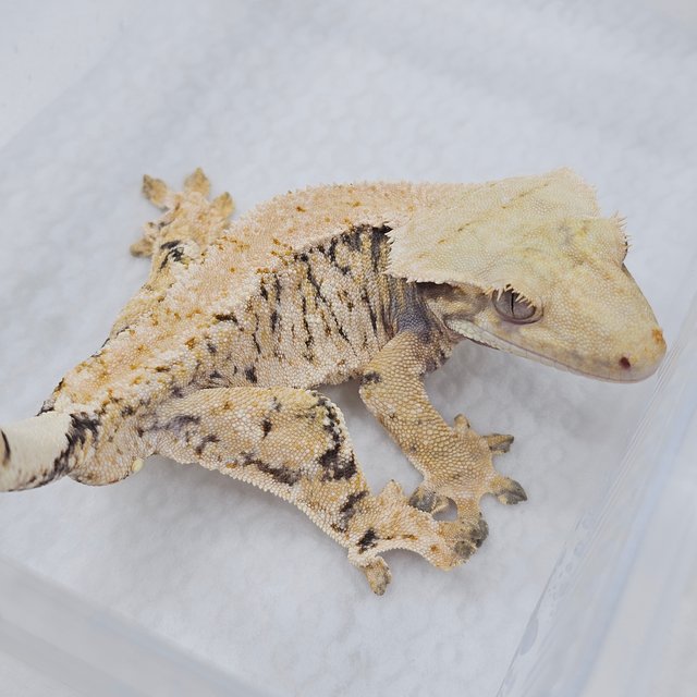 Normal Tri Extreme Harlequin