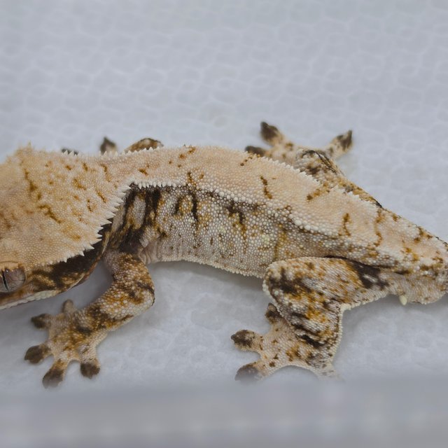White Spot Drippy Normal