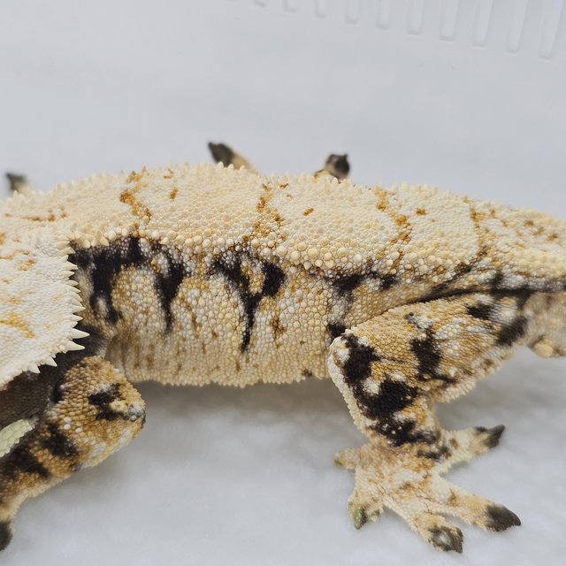 Normal Tri Extreme Harlequin