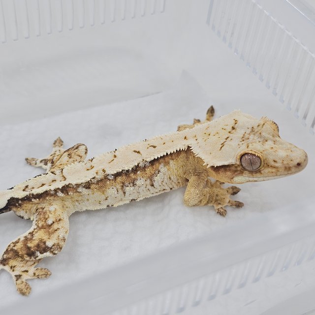 Cream