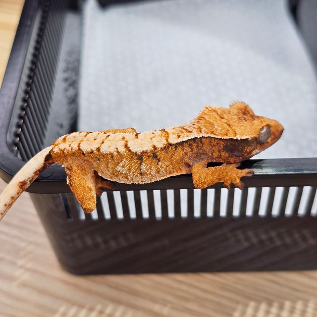 트라이