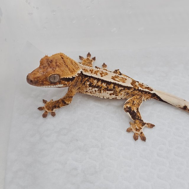 Normal Tri Pinstripe Extreme Harlequin