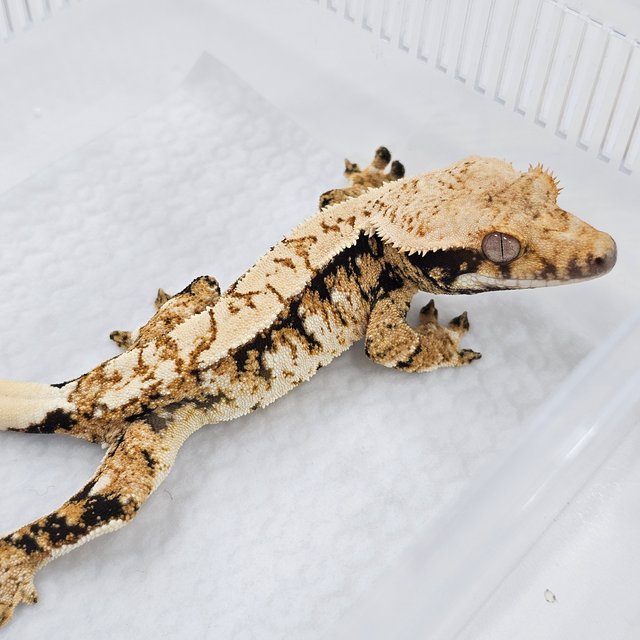 Normal Tri Extreme Harlequin
