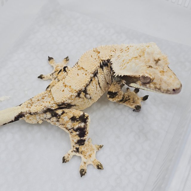 Normal Tri Extreme Harlequin