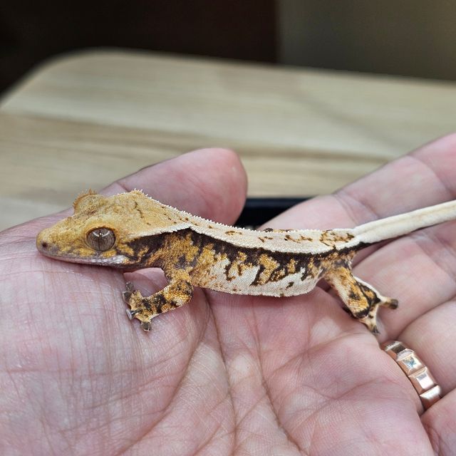 트라이