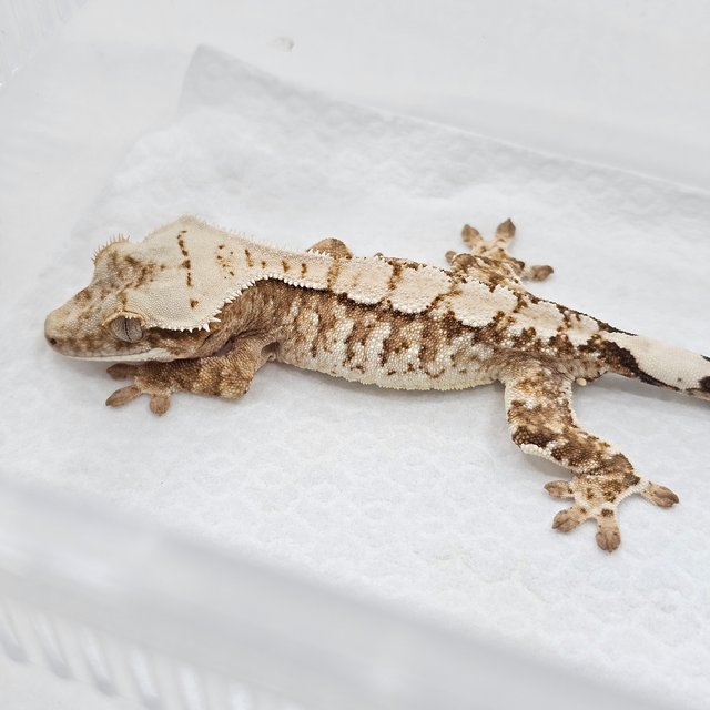 Cream