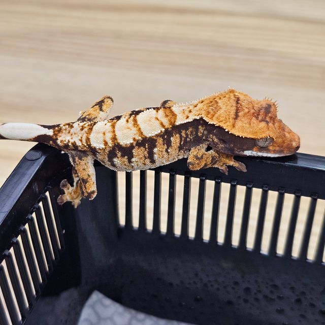트라이