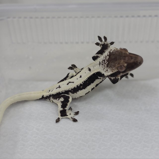 Lilly Axanthic