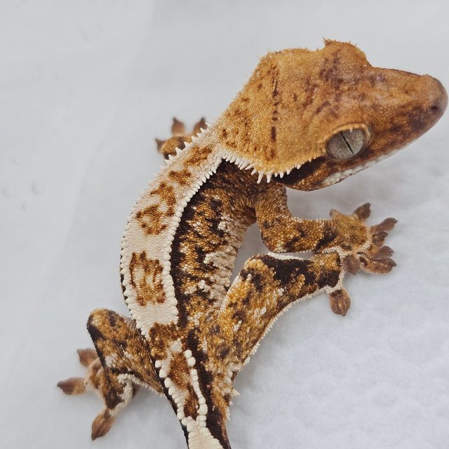 Normal Tri Pinstripe Extreme Harlequin