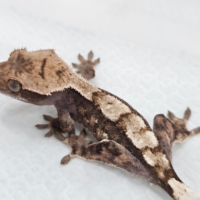 Sable 100% Het Axanthic