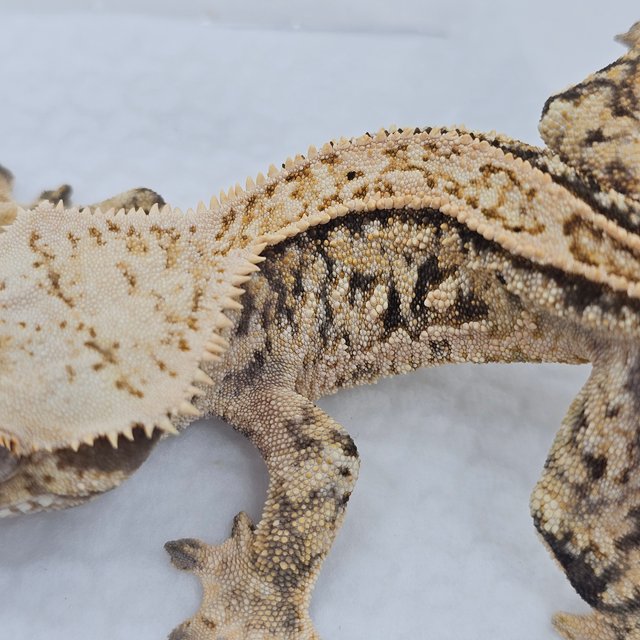 Normal Pinstripe Tri Quad