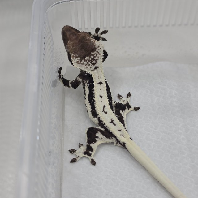 Lilly Axanthic