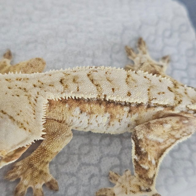 Cream