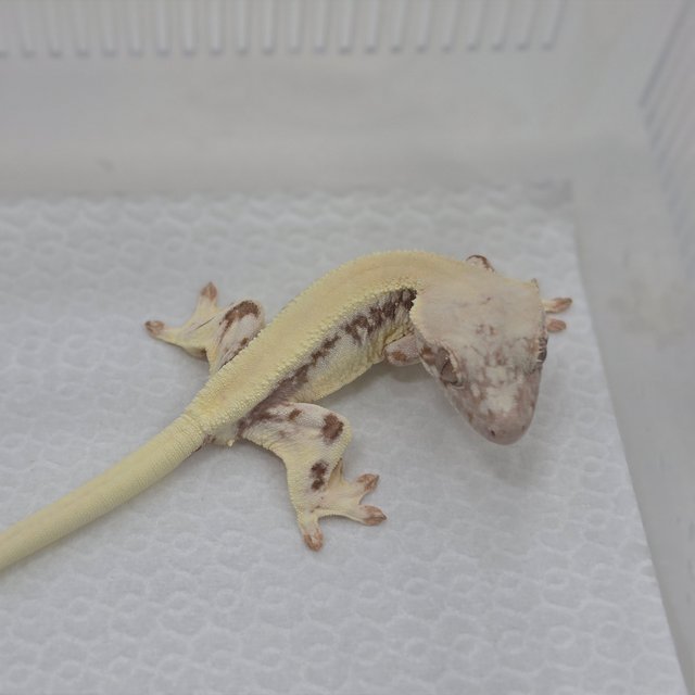 LW Sable 100% Het Axanthic