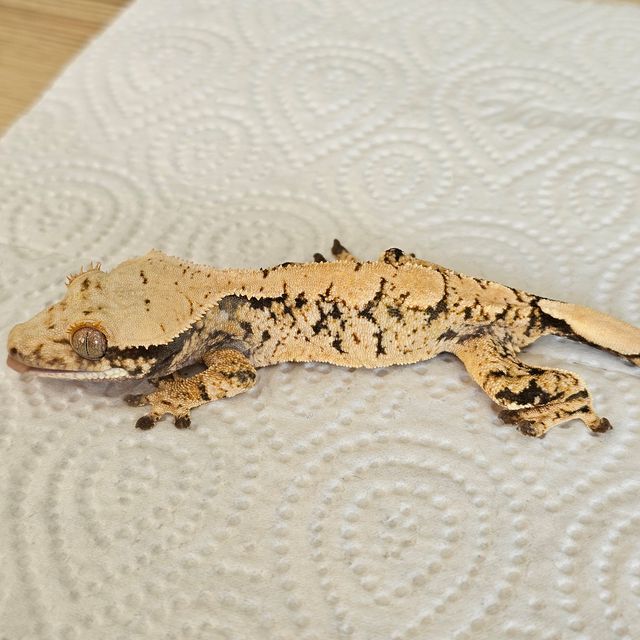 트라이
