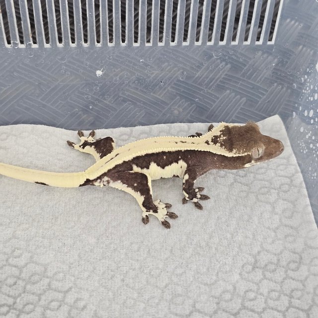 Lilly Axanthic