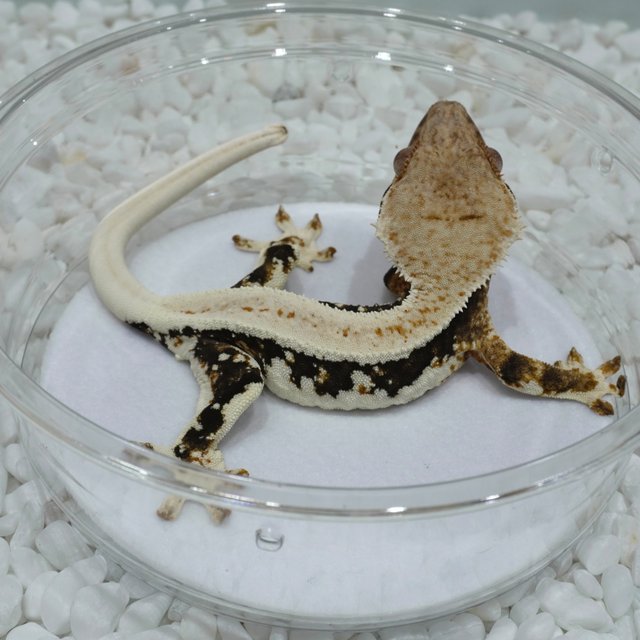 릴리100%헷아잔틱