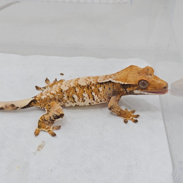 Normal Tri Extreme Harlequin Tangerine