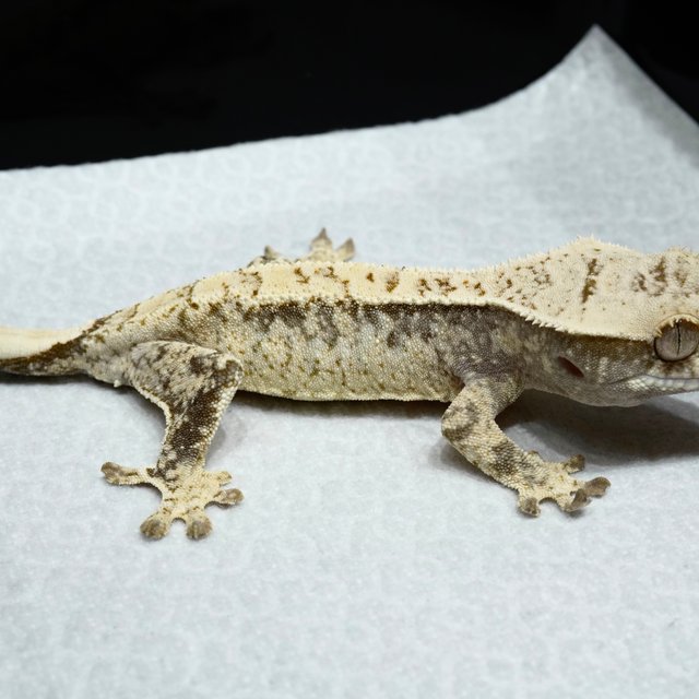 White Spot Normal Drippy