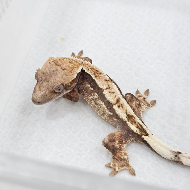 Sable 100% Het Axanthic