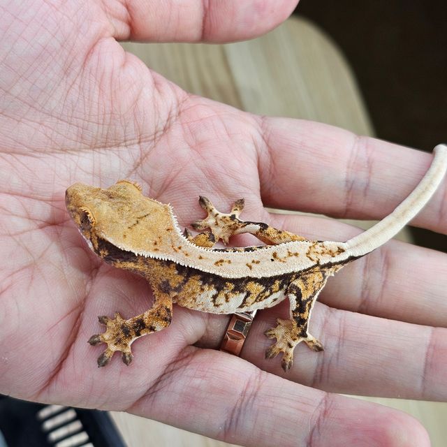 트라이