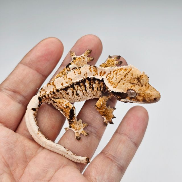 트라이