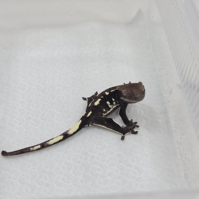 Axanthic