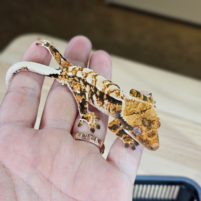 트라이
