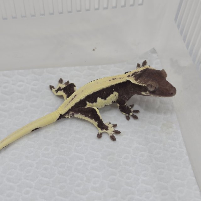 Lilly Axanthic