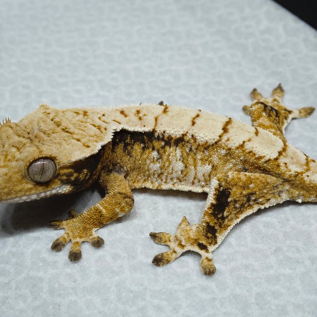 Normal Harlequin Tri Extreme Harlequin