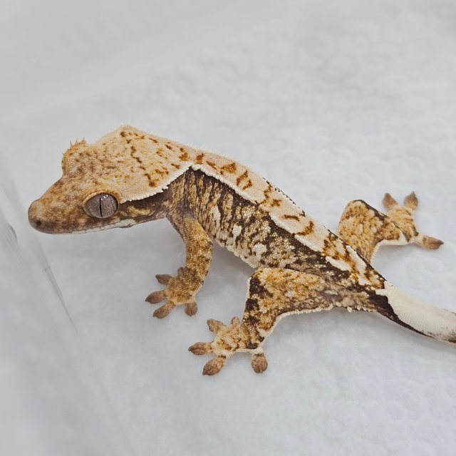 Normal Tri Pinstripe Extreme Harlequin