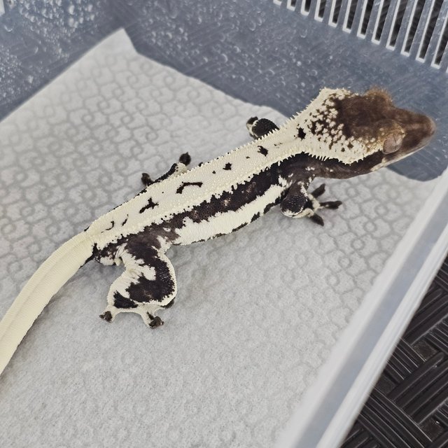 Lilly Axanthic