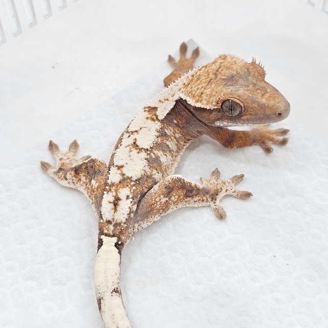 Sable 100% Het Axanthic